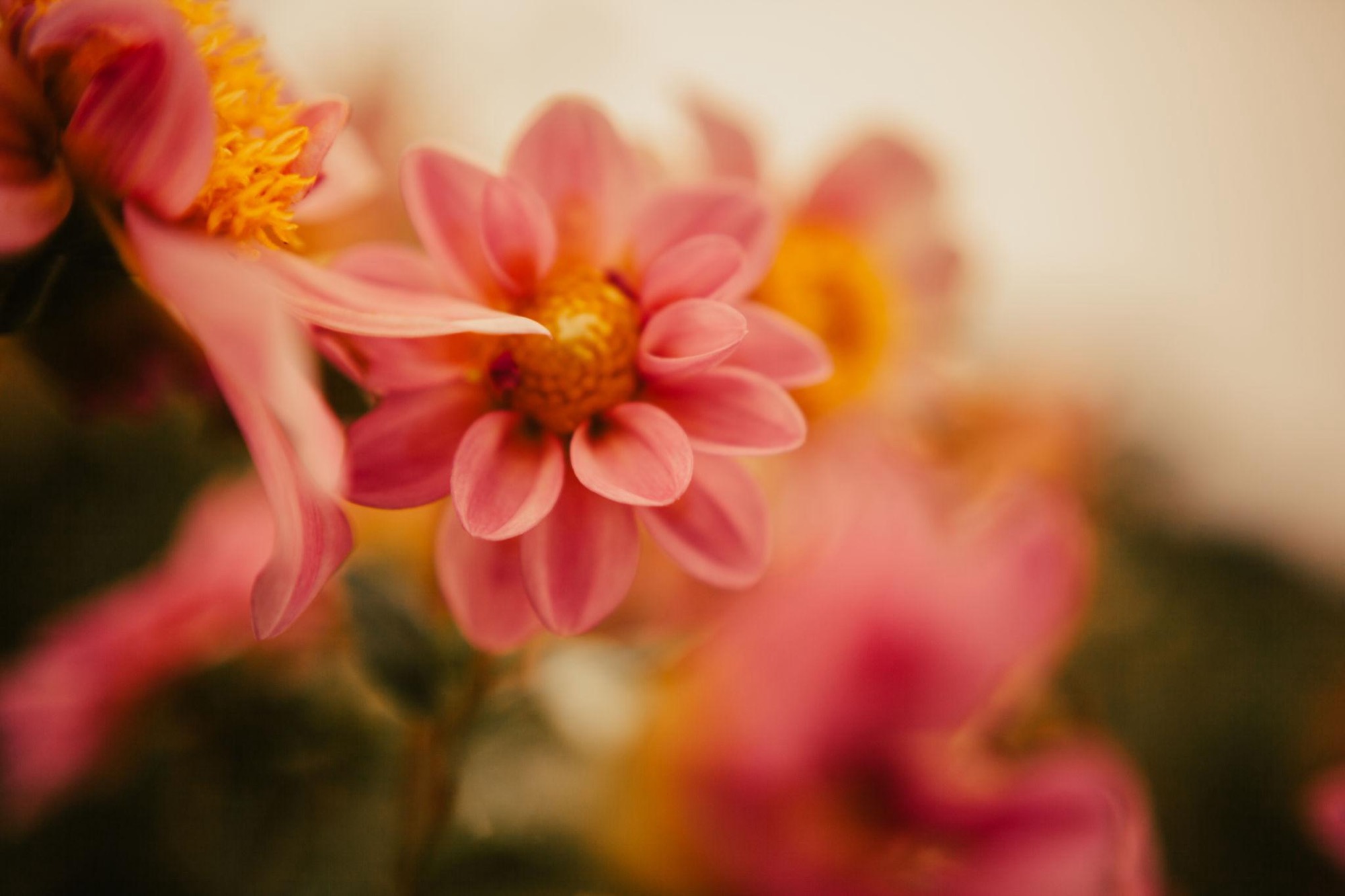 A soft, glowing pink flower